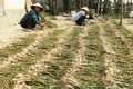 Cây tỏi tía giúp nông dân nghèo Quảng Bình tăng thêm thu nhập
