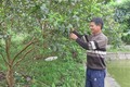 Anh Trần Văn Kiên làm giàu từ mô hình phát triển kinh tế vườn, ao chuồng