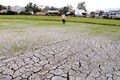Khánh Hòa dừng canh tác 2.000 ha lúa để dành nước cho các nhà máy cung cấp nước sinh hoạt,