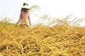 Một số giải pháp xử lý "ngộ độc" mặn cho cây lúa