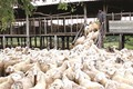 Ninh Thuận phát triển chăn nuôi theo hướng sản xuất hàng hóa