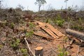 Hàng trăm ha rừng ven Quốc lộ 28 bị triệt hạ