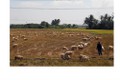 Biến đổi khí hậu: Tập trung cứu gia súc mùa hạn ở Ninh Thuận
