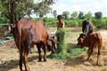 Tây Ninh hỗ trợ bò sinh sản cho hộ nghèo các xã biên giới đặc biệt khó khăn