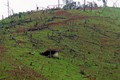 Điện Biên: Rừng Mường Nhé tiếp tục bị tàn phá nghiêm trọng