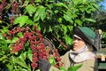 Điểm sáng" trong thực hiện tái canh cây cà phê ở Gia Lai