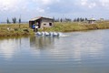 Thừa Thiên-Huế mở rộng diện tích mặt nước nuôi trồng thủy sản