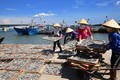 Ngư dân Quảng Trị trúng đậm mùa cá nục