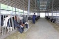 Anh Nguyễn Hữu Tuấn làm giàu từ mô hình nuôi bò sữa trang trại