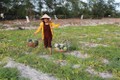 Thừa Thiên-Huế: Thu nhập cao từ trồng dưa hấu trên cát