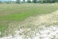 Biến đổi khí hậu: Hạn hán khiến 7.000 ha đất lúa ở Khánh Hòa phải dừng sản xuất