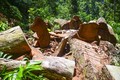 "Chảy máu" rừng gỗ nghiến cổ thụ ở Điện Biên