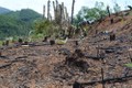 Nhức nhối nạn chặt phá rừng để trồng cây nguyên liệu giấy ở Bình Định