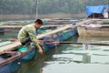 Quảng Bình mở rộng mô hình nuôi cá lồng trên sông