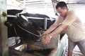 Huyện Củ Chi nâng cao chất lượng sữa bò để tăng tính cạnh tranh