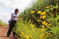 Mô hình "Bờ hoa, ruộng mía" cho hiệu quả cao ở nông trường Thành Long