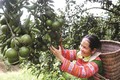 Bắc Quang đẩy mạnh tái cơ cấu nông nghiệp
