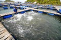 Phát triển bền vững nghề nuôi thủy sản lồng bè trên đầm, vịnh biển