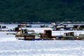Phú Yên chưa xử lý dứt điểm nuôi thủy sản trái phép tại Vũng Rô