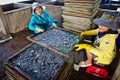Cận cảnh quy trình chế biến cá cơm khô ở làng Mỹ Tân (Ninh Thuận)