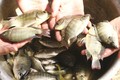 Kỹ thuật nuôi cá rô phi cao sản