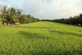 Bến Tre: Chuyển đổi đất lúa sang trồng các loại cây khác