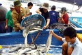 Tiền Giang tăng sản lượng khai thác hải sản