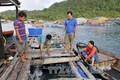 Liên kết nuôi cá lồng bè trên biển theo hình thức sản xuất chuỗi