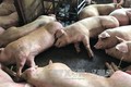 Thành phố Hồ Chí Minh dùng biện pháp mạnh kiểm soát nguồn cung thịt lợn
