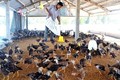 Hiệu quả chăn nuôi gà an toàn trên đệm lót sinh học ở Phú Yên