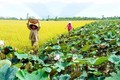 Trồng lúa kết hợp với sen giúp nông dân nghèo Tháp Mười nâng cao thu nhập