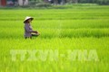 Phát triển giá trị thương hiệu lúa đặc sản Chiêm Hương