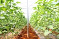 Quảng Trị đẩy mạnh sản xuất nông nghiệp sạch ứng dụng công nghệ cao