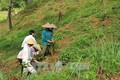 Lai Châu bảo vệ, phát triển rừng để phòng chống thiên tai
