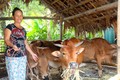 Nông dân miền núi Thanh Sơn thoát nghèo nhờ “Ngân hàng bò”