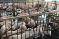 Thành phố Hồ Chí Minh đảm bảo nguồn cung thịt lợn, giữ giá ổn định