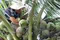 越南椰子之故事