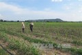 Nông dân Gia Lai hướng đến sản xuất nông nghiệp bền vững