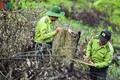 Điện Biên: Khó khăn trong công tác quản lý, bảo vệ rừng đặc dụng Mường Phăng