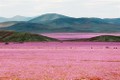Kỳ diệu sa mạc Atacama biến thành thảm hoa rực rỡ