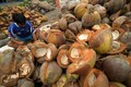今年前8月印尼椰子出口创汇9亿美元