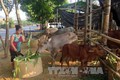 Nuôi trâu, bò nhốt chuồng mang lại hiệu quả kinh tế cao ở Tuyên Quang