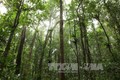 截至目前越南森林环境服务费收入超1万亿越盾