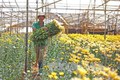 Kỹ thuật trồng và chăm sóc hoa cúc chậu