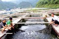 Phát triển nghề nuôi cá sạch trên vùng hồ Hòa Bình