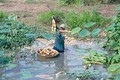 Thí điểm trồng sen lấy củ trên đất lúa nhiễm mặn