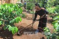 Đắk Lắk phát huy hiệu quả nhờ trồng tái canh cà phê