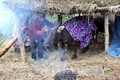 Lạng Sơn tăng cường phòng chống đói rét cho gia súc, gia cầm
