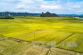 Các giải pháp tập trung, tích tụ ruộng đất tại Thái Bình