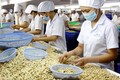 越南腰果产业努力保持世界第一腰果出口国的地位
